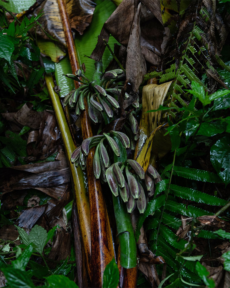 The rare, wild-growing Musa balbisiana banana tree.